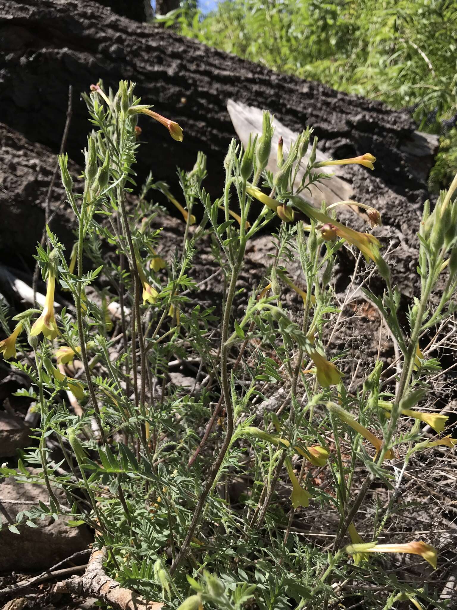 Image of fewflower Jacob's-ladder