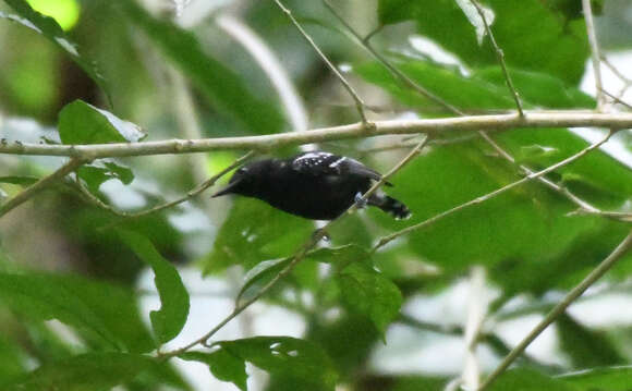 Image of Jet Antbird