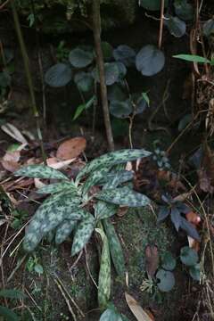 Слика од Paphiopedilum purpuratum (Lindl.) Stein