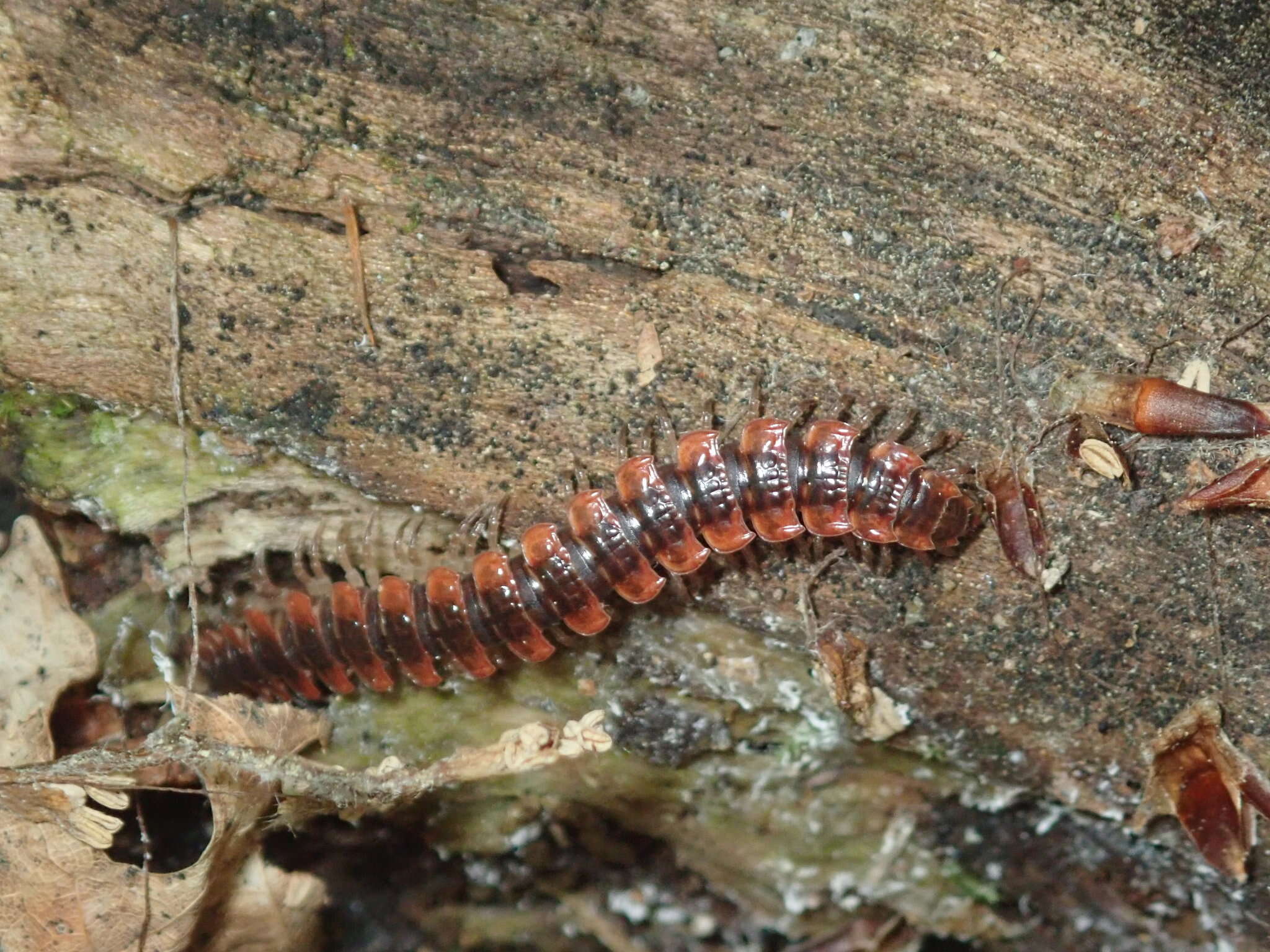 Слика од Pseudopolydesmus canadensis (Newport 1844)