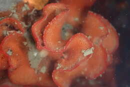 Image de bryozoaire orange vif à points noirs