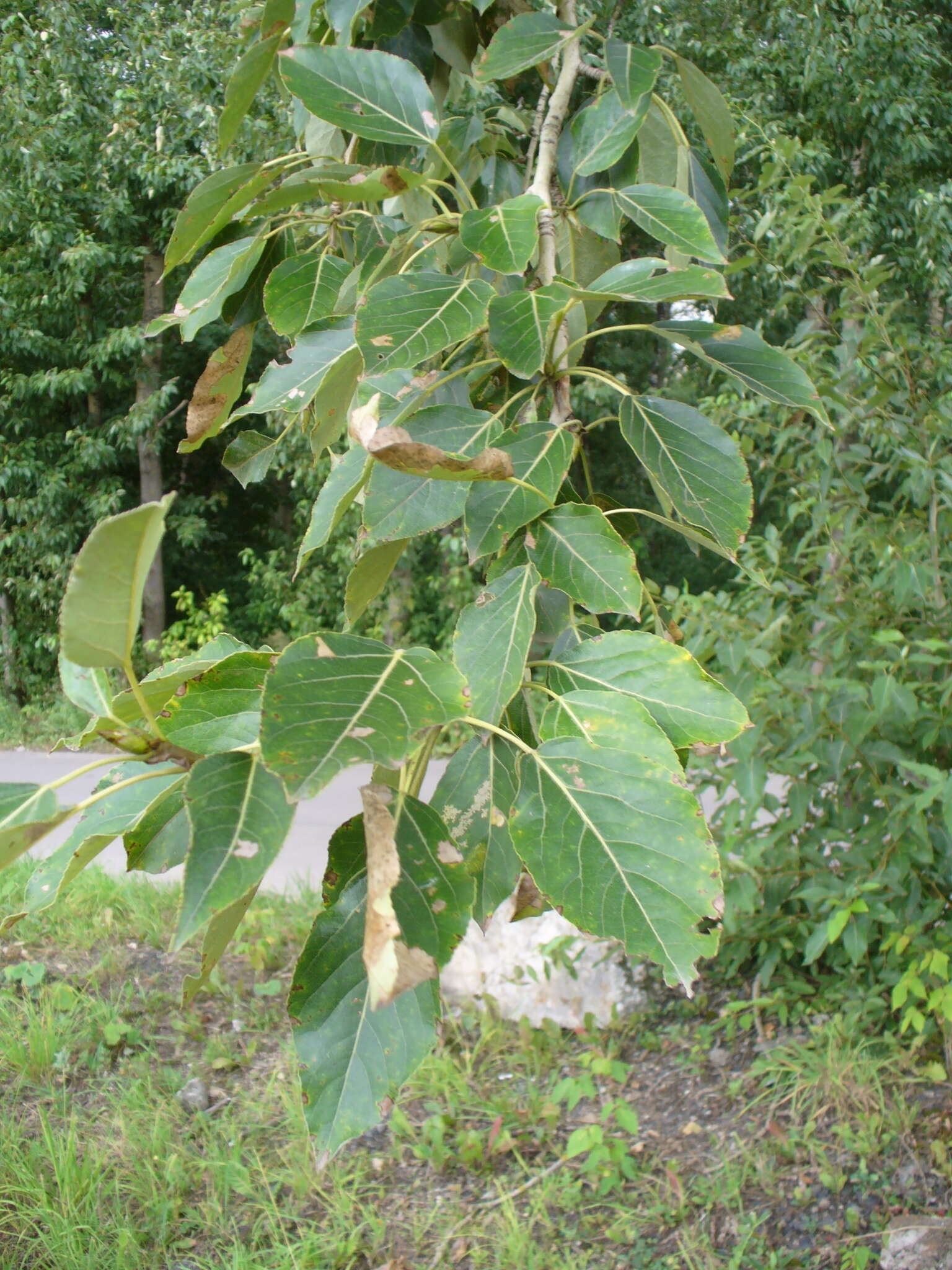 Image of Populus longifolia