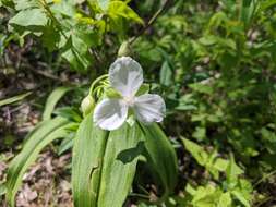 Tradescantia ozarkana E. S. Anderson & Woodson的圖片