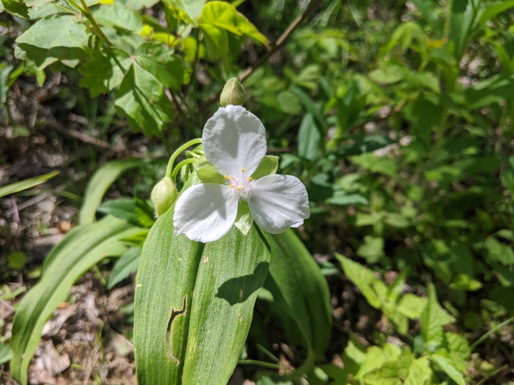 Image of Ozark spiderwort