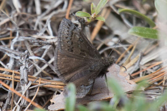 Image of Sleepy Duskywing