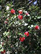 Image of camellia