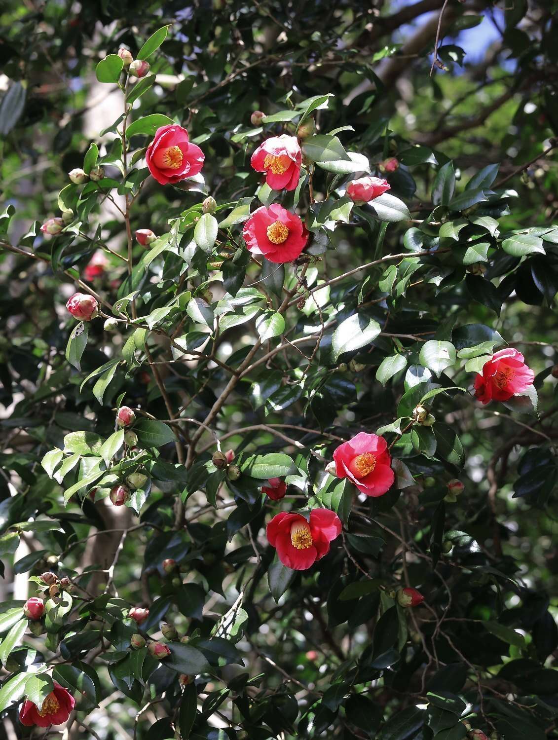 Image of camellia