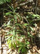 صورة Digitalis chalcantha (Svent. & O'Shan.) Albach, Bräuchler & Heubl