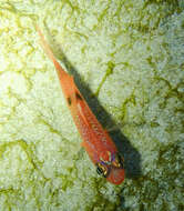 Image of Flamefish