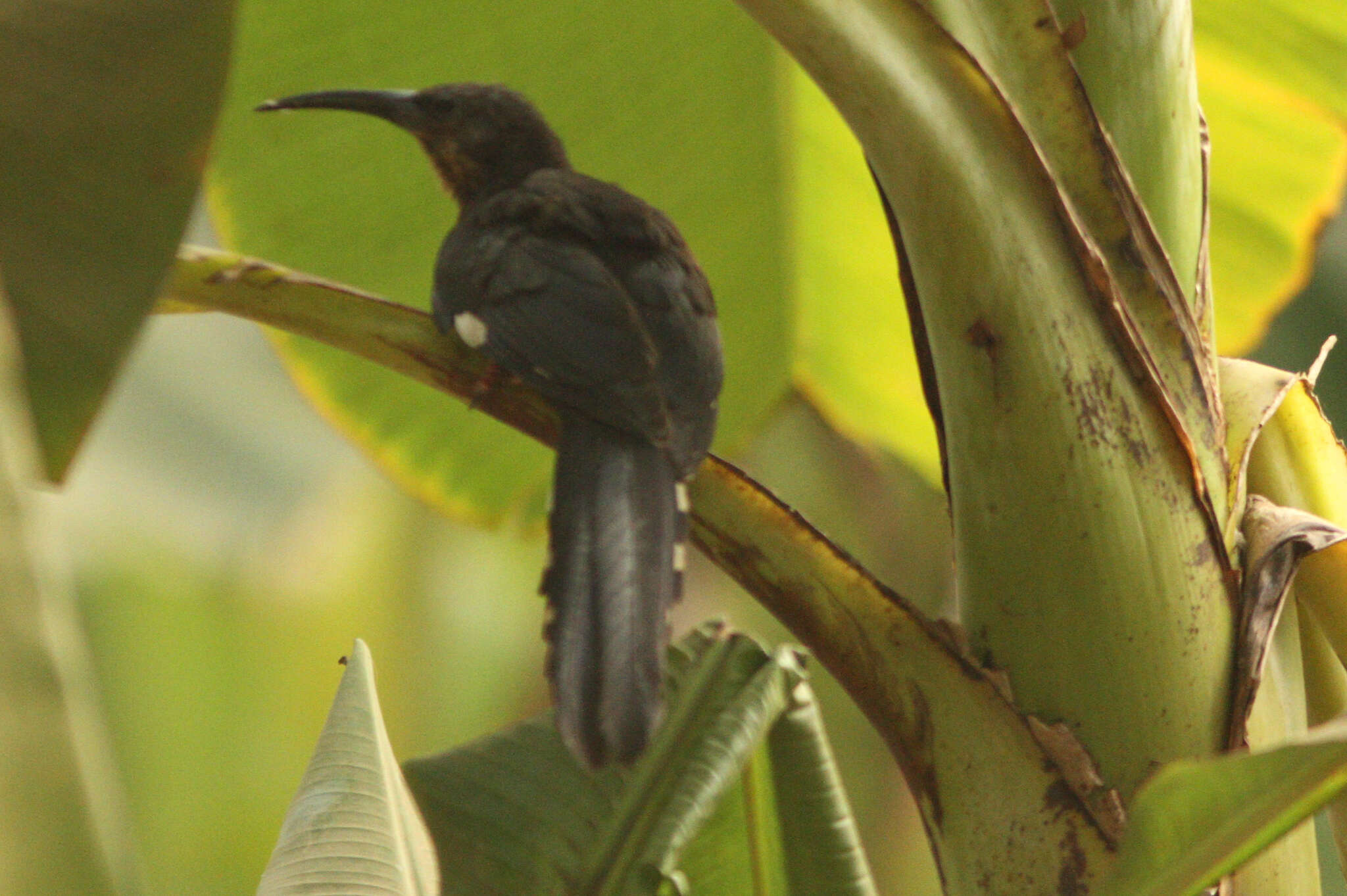 Image of Black Scimitar-bill