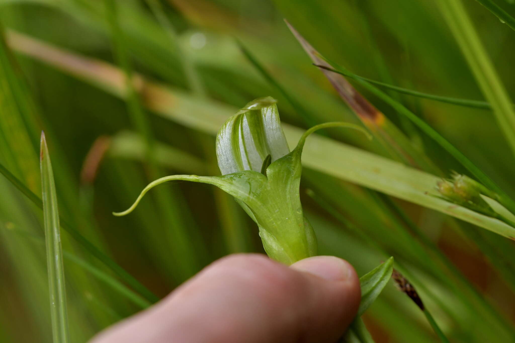 Image of Pterostylis micromega Hook. fil.