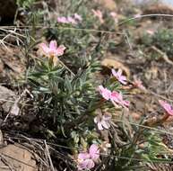 Imagem de Phlox amabilis Brand