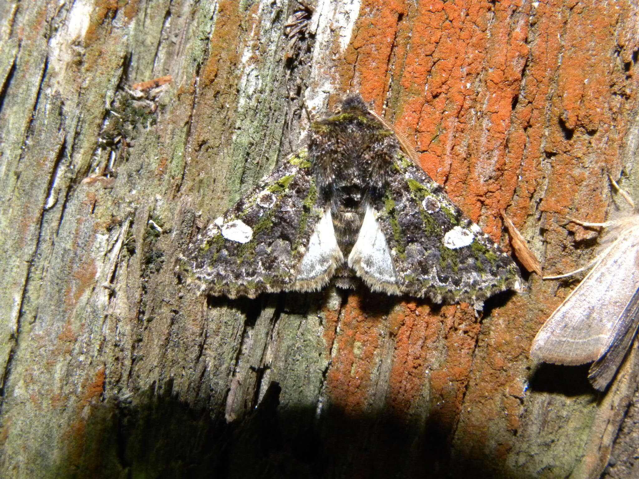 Image of Green-brindled Dot