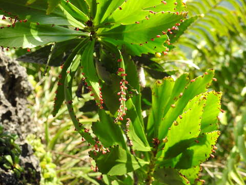 Слика од Phyllanthus epiphyllanthus L.