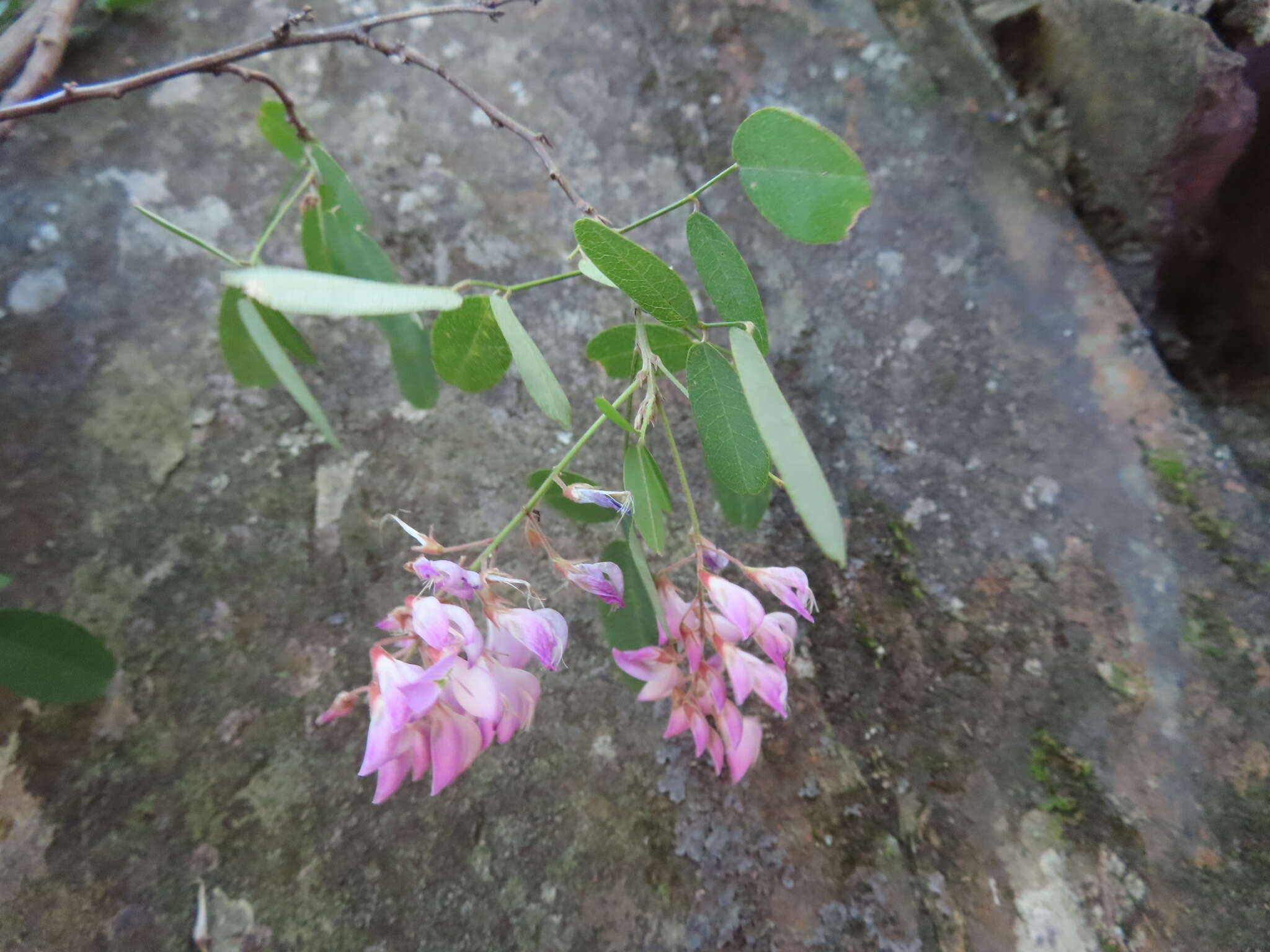 Image de Campylotropis macrocarpa var. giraldii (Schindl.) P. Y. Fu