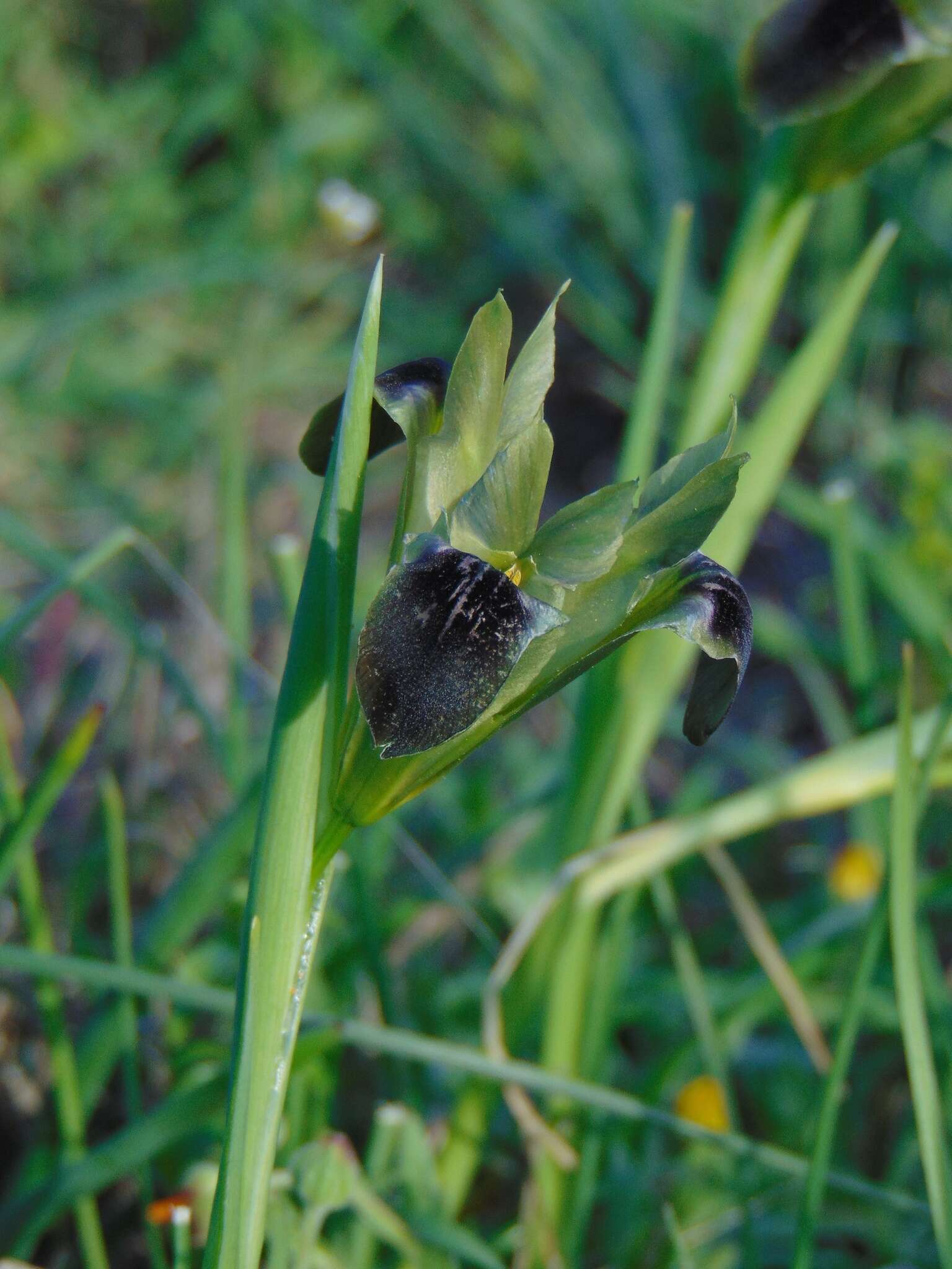 Image of Iris tuberosa L.