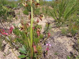 Acrolophia bolusii Rolfe的圖片