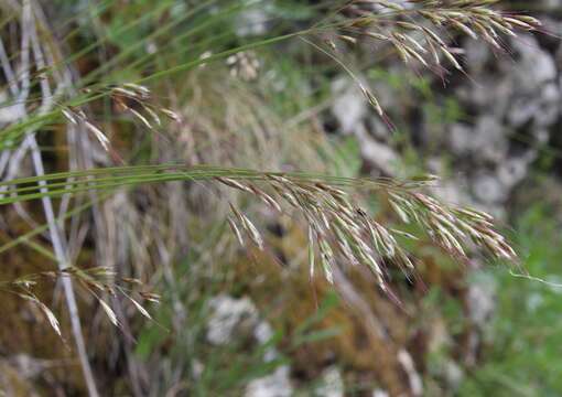 Helictotrichon desertorum (Less.) Pilg. resmi