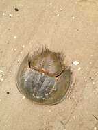 Image of Horseshoe Crab