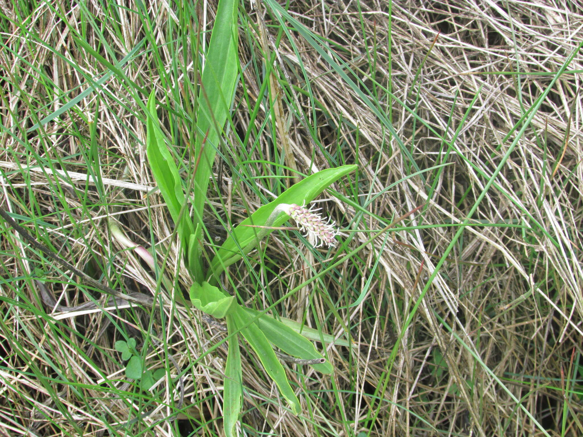 Plantago macrocarpa Cham. & Schltdl. resmi