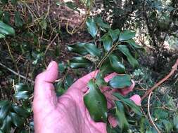 Image of Ripogonum brevifolium Conran & Clifford