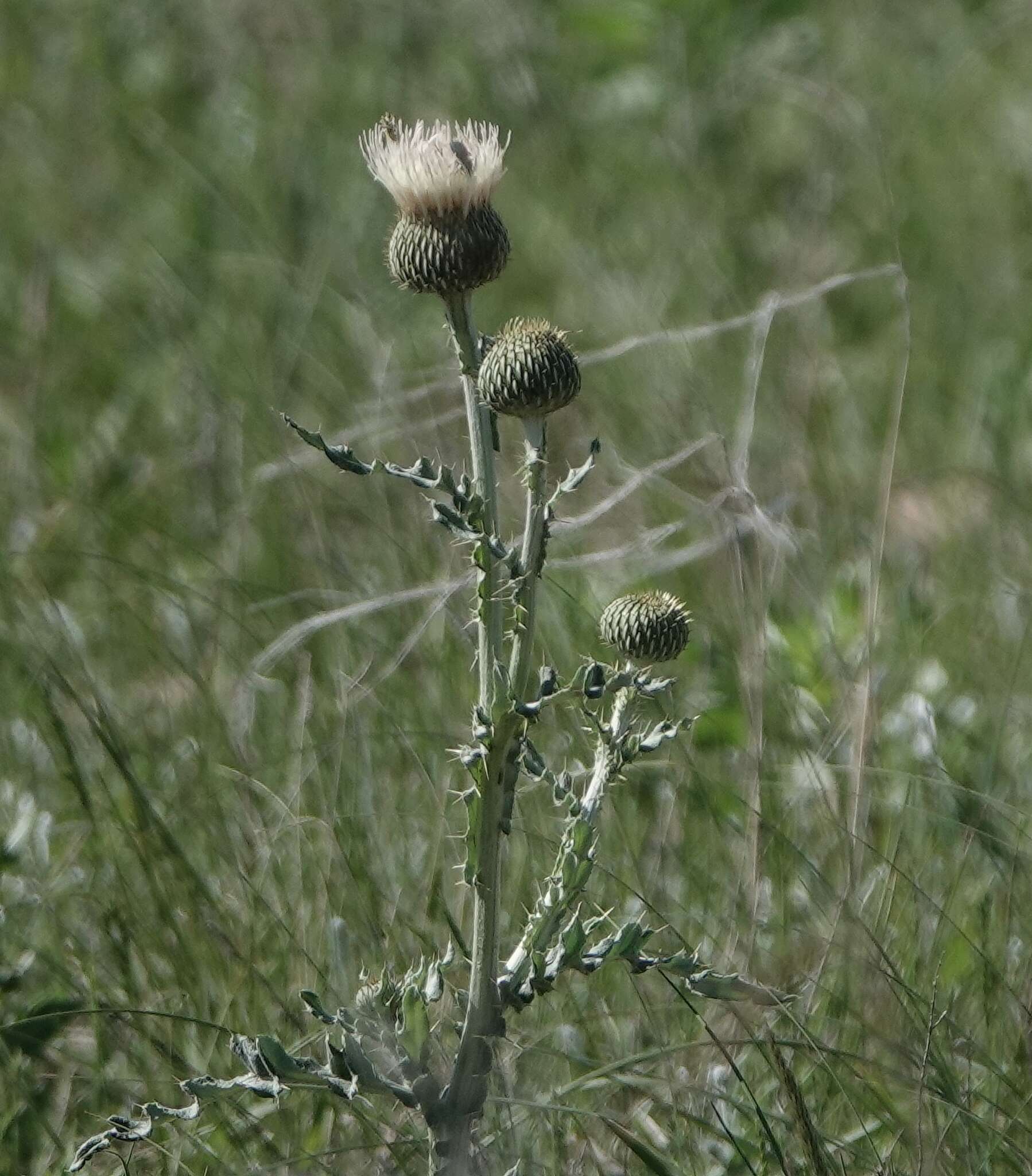 Image of prairie thistle