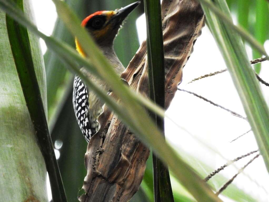 Image of Golden-cheeked Woodpecker