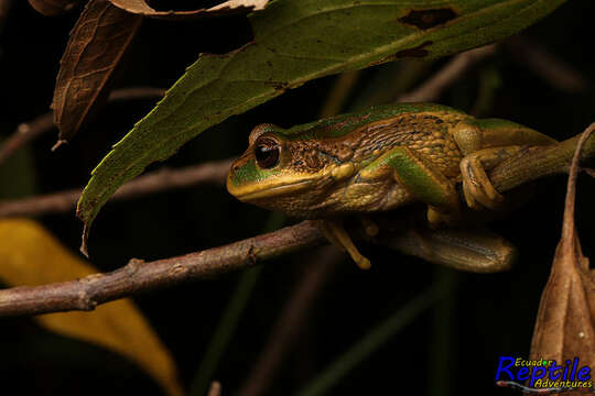 Imagem de Gastrotheca cuencana Carvajal-Endara, Coloma, Morales-Mite, Guayasamin, Székely & Duellman 2019