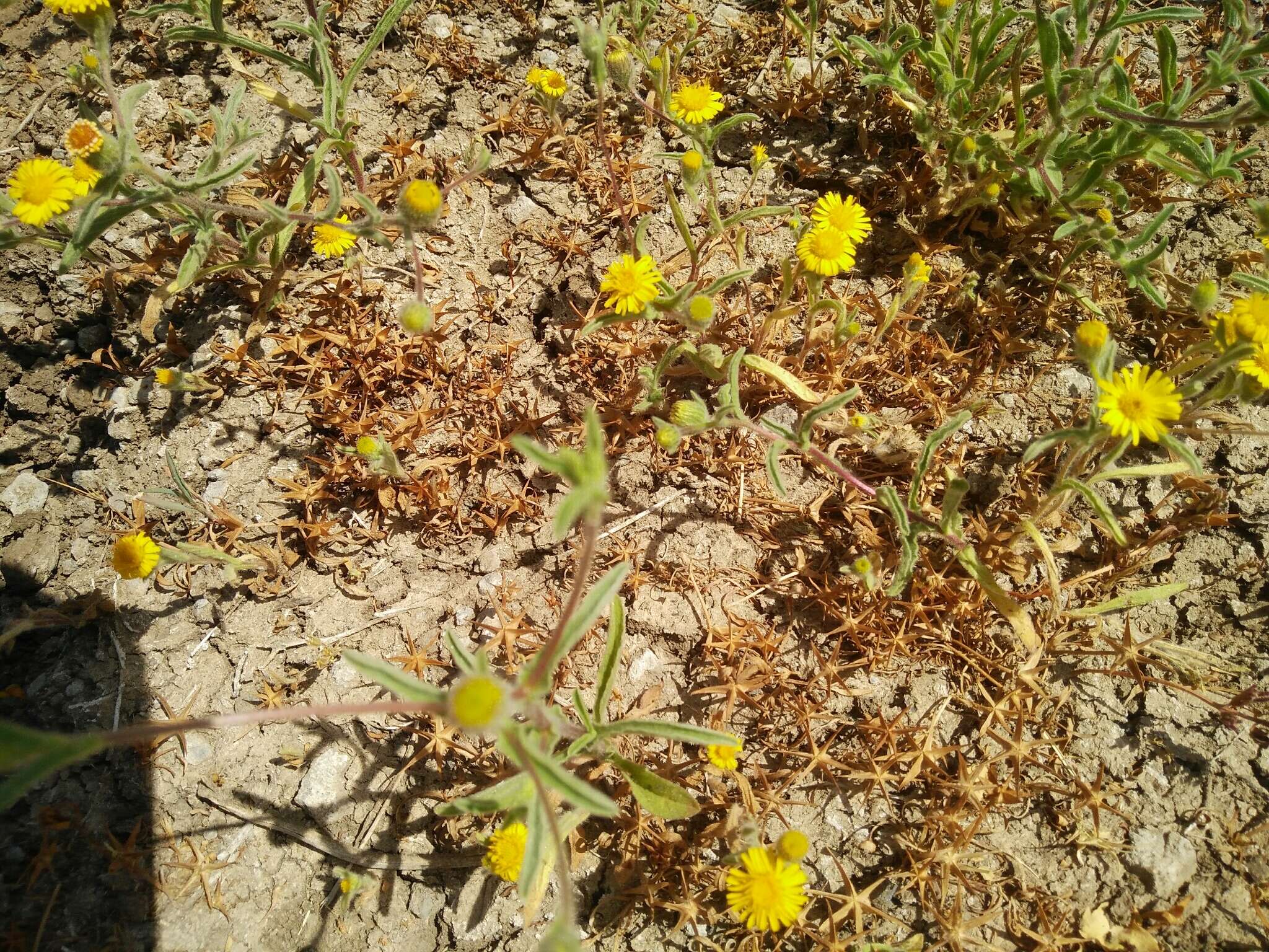 Imagem de Pulicaria arabica (L.) Cass.