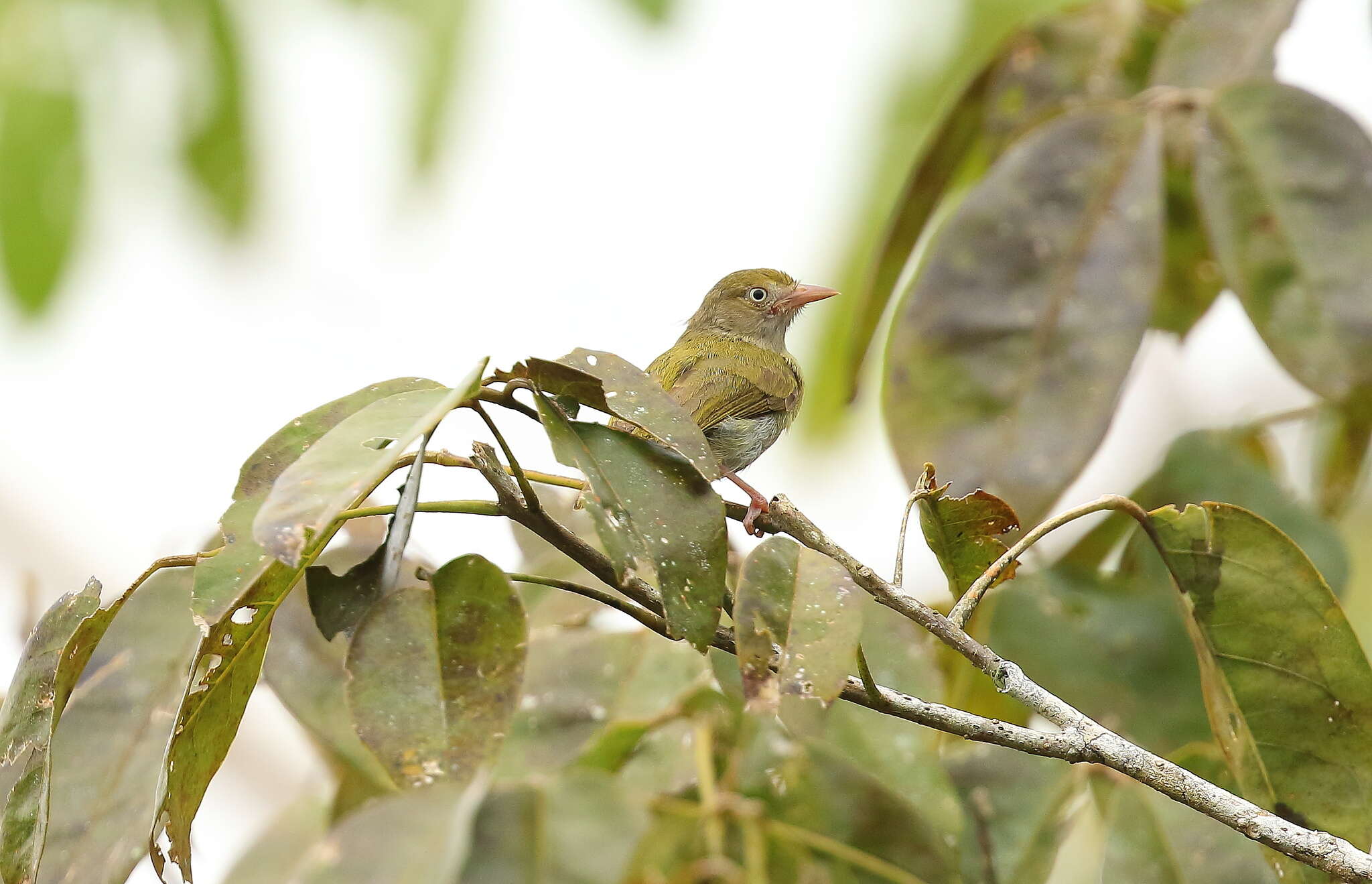 Image of Gray-chested Greenlet