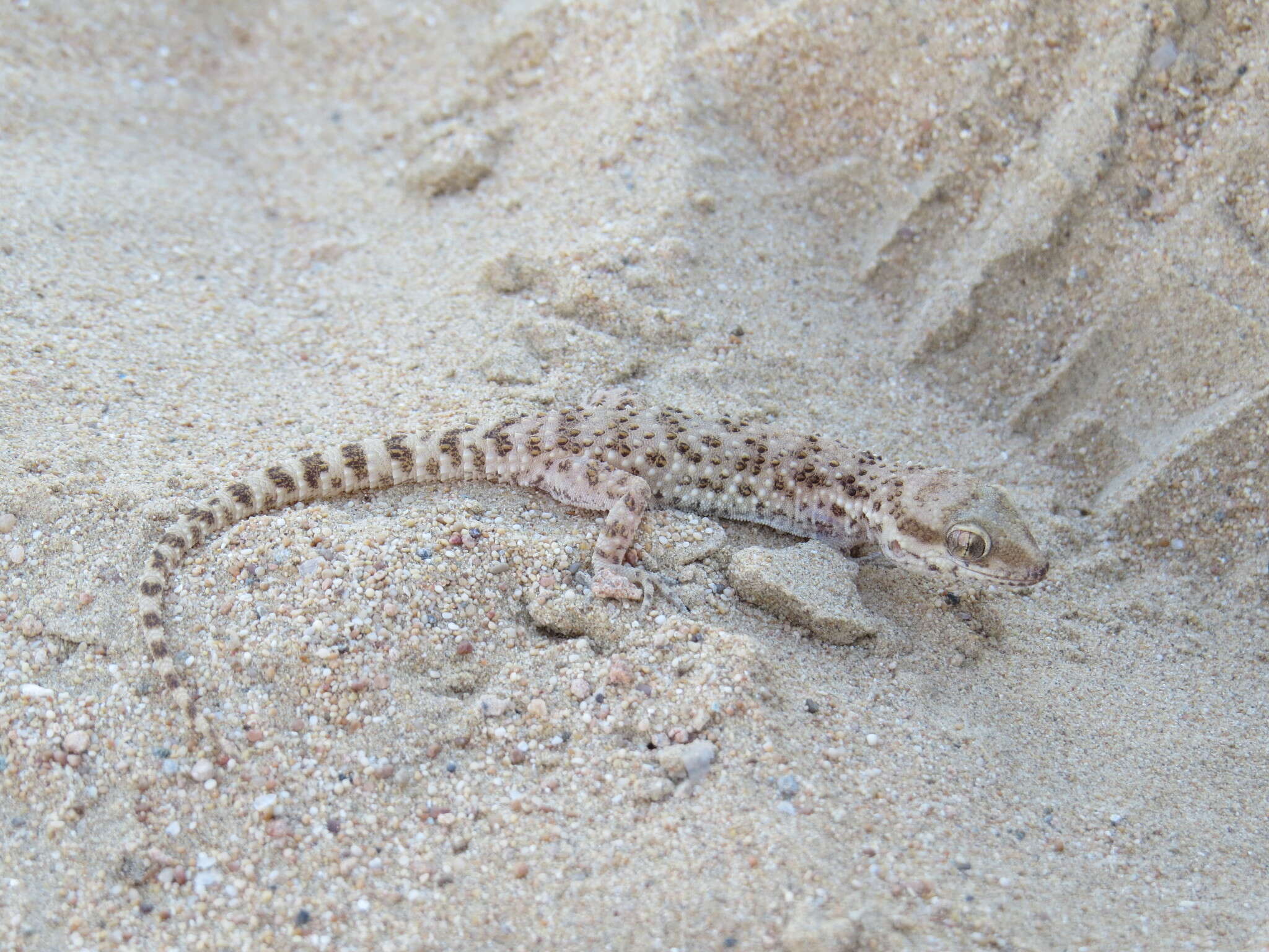 Image of Baiuch Rock Gecko