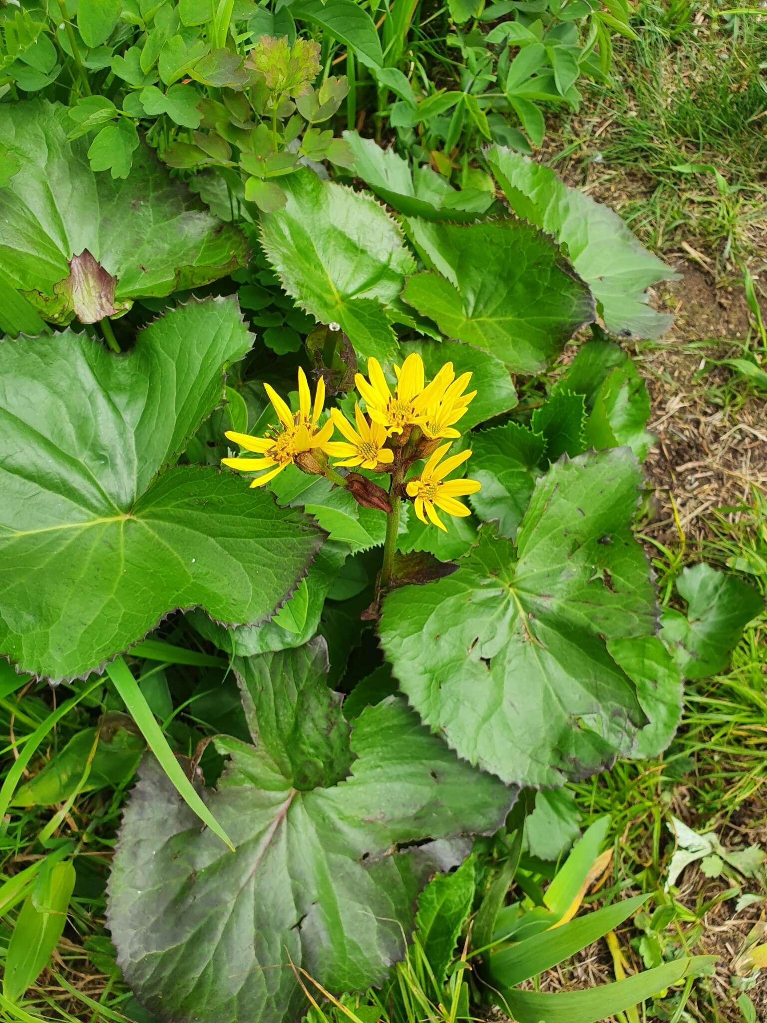 Plancia ëd Ligularia hodgsonii Hook.