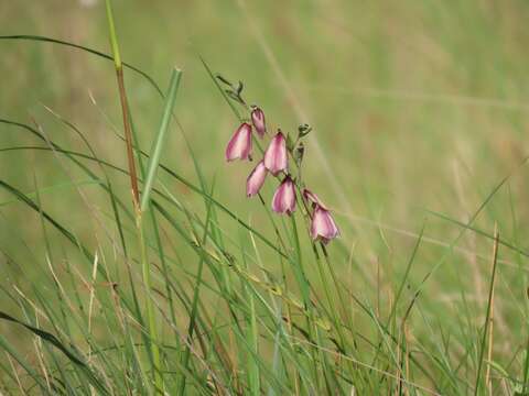 Image of goldblotch gladiolus