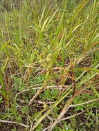 Image de Sparganium erectum subsp. erectum