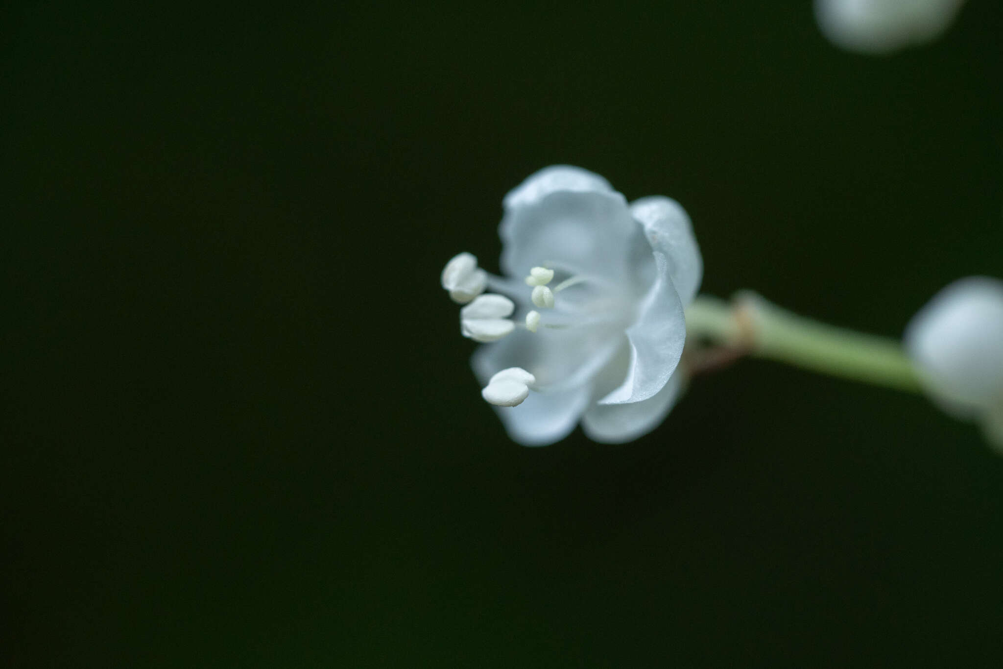 Image of Pollia secundiflora (Blume) Bakh. fil.