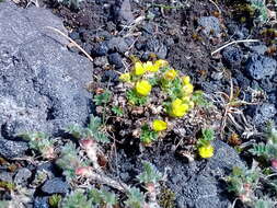 Image de Potentilla elegans Cham. & Schltdl.