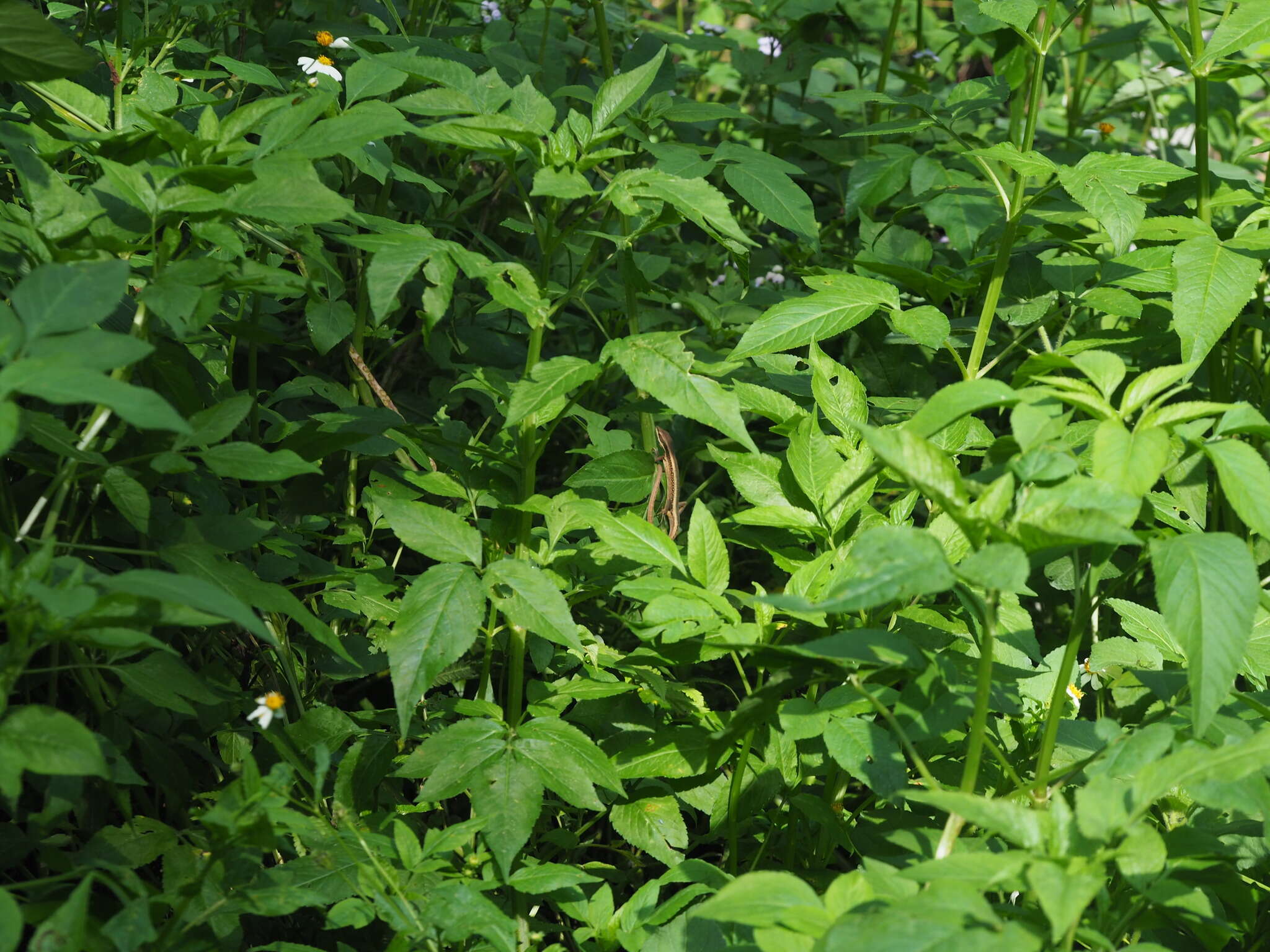 Image of Kuhne’s Grass Lizard