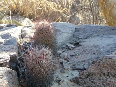 Imagem de Mammillaria albicans subsp. fraileana (Britton & Rose) D. R. Hunt