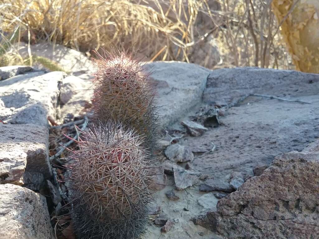 Image of Mammillaria albicans subsp. fraileana (Britton & Rose) D. R. Hunt