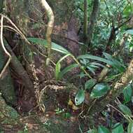 Plancia ëd Epidendrum laucheanum Bonhof ex Rolfe