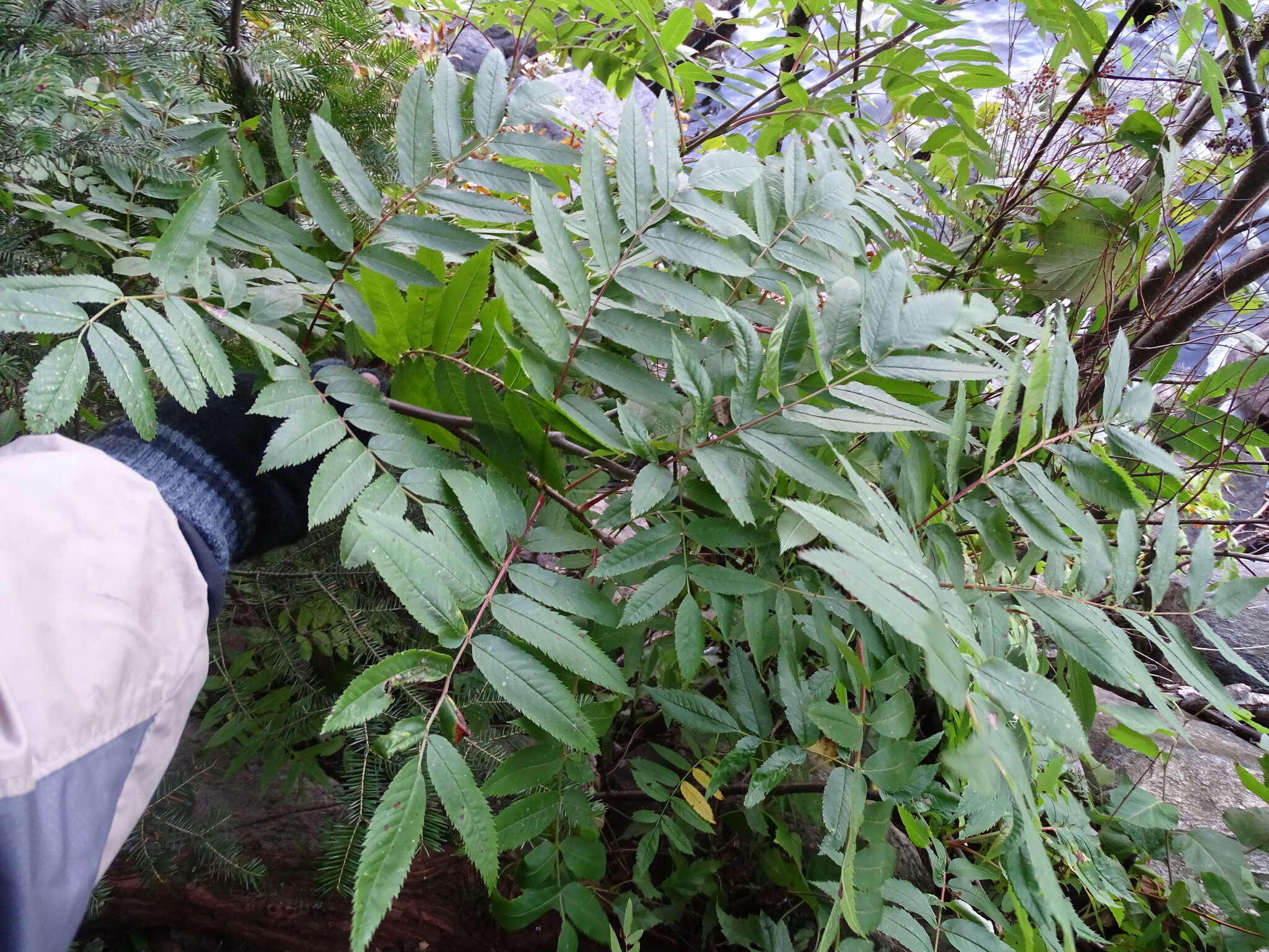 Image of northern mountain ash