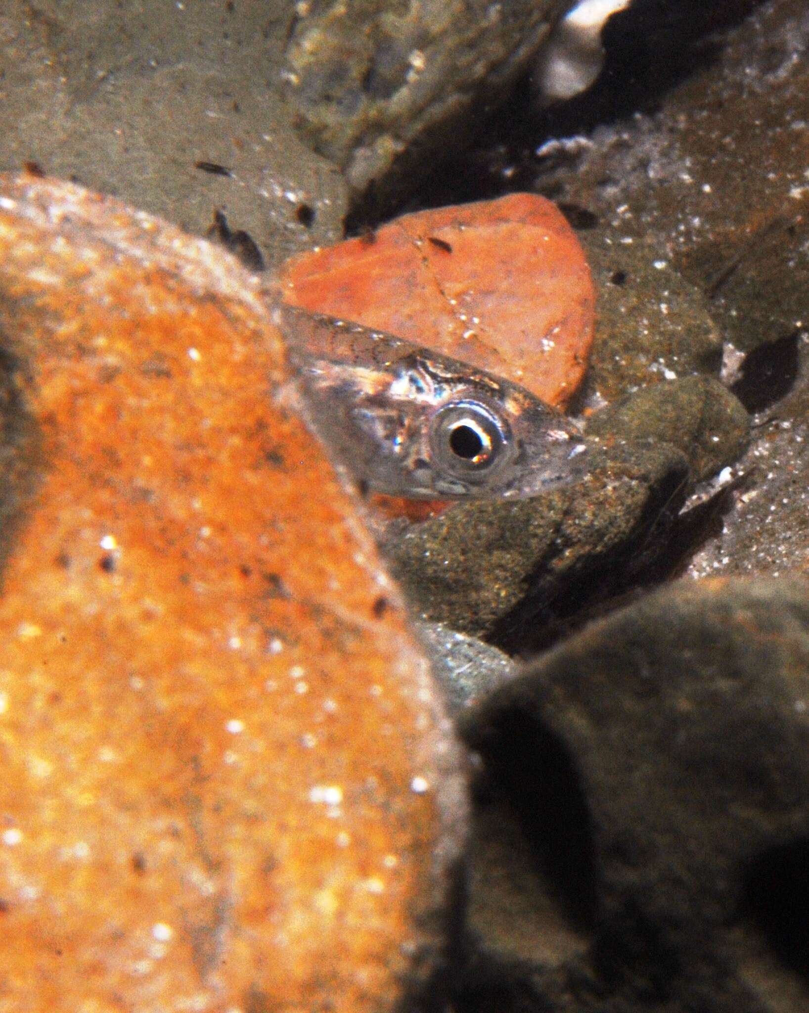 Image of Endora&#39;s hardyhead