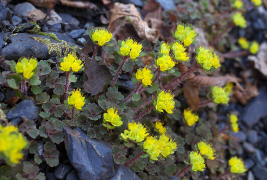 Image of Chrysosplenium album Maxim.