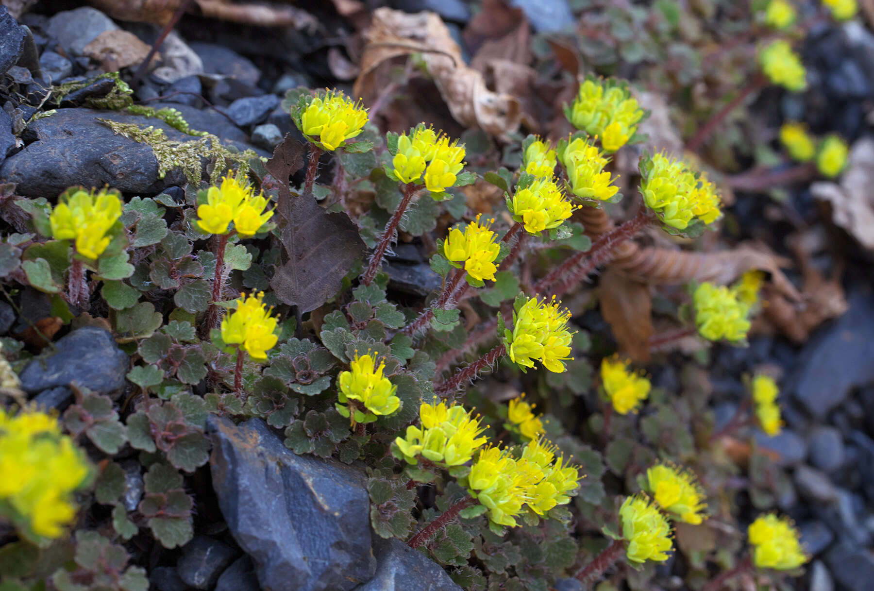 Image of Chrysosplenium album var. flavum Hara