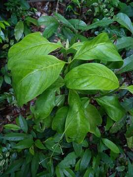 Image of Rudgea stipulacea (DC.) Steyerm.