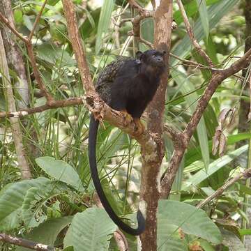 Image of Golden-handed Tamarin