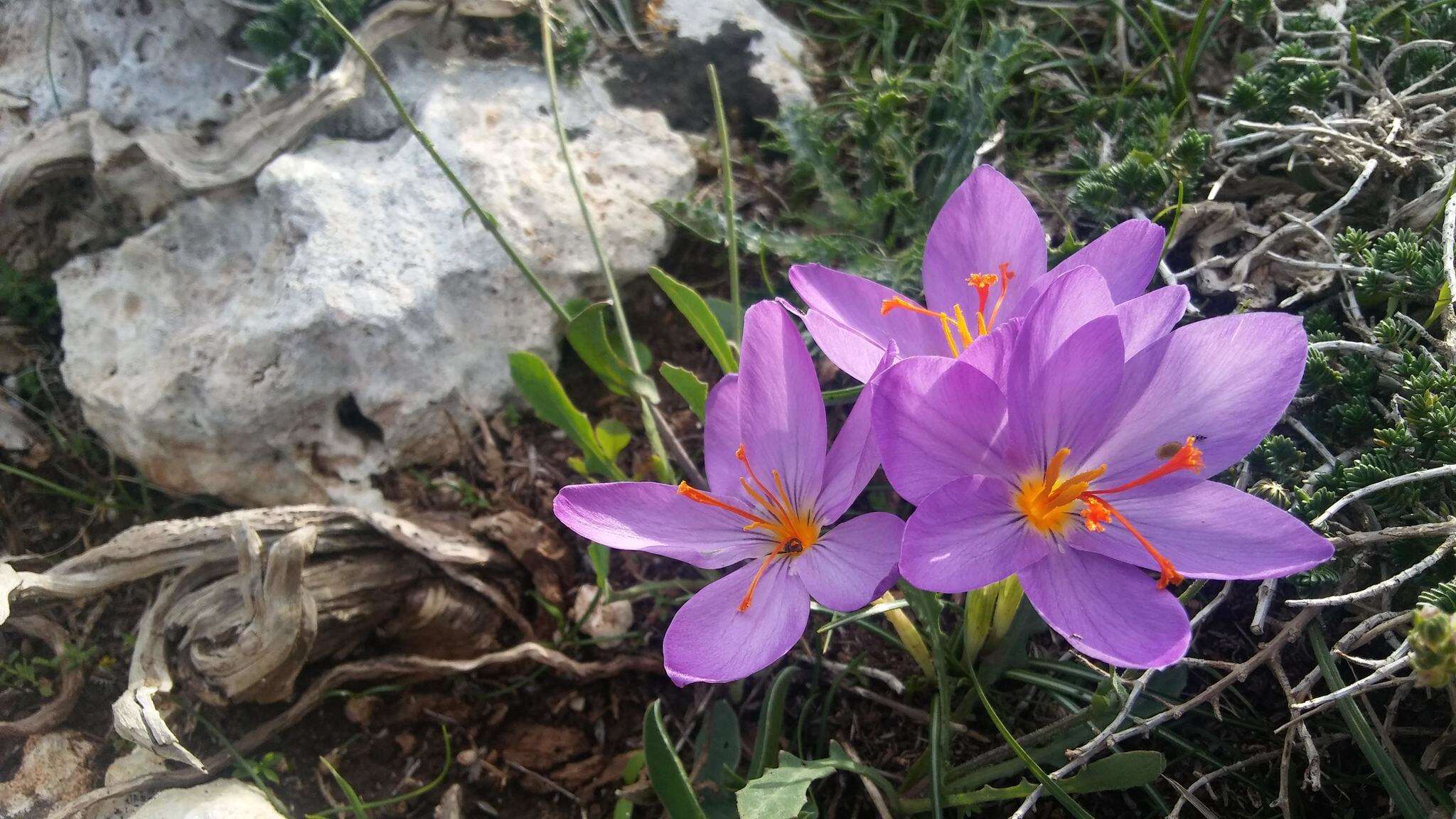 صورة زعفران طويل الزهرة