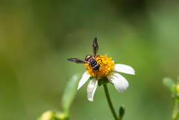 Image of Nomada fervida Smith 1854