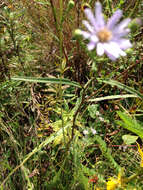 Image de Symphyotrichum puniceum (L.) A. Löve & D. Löve