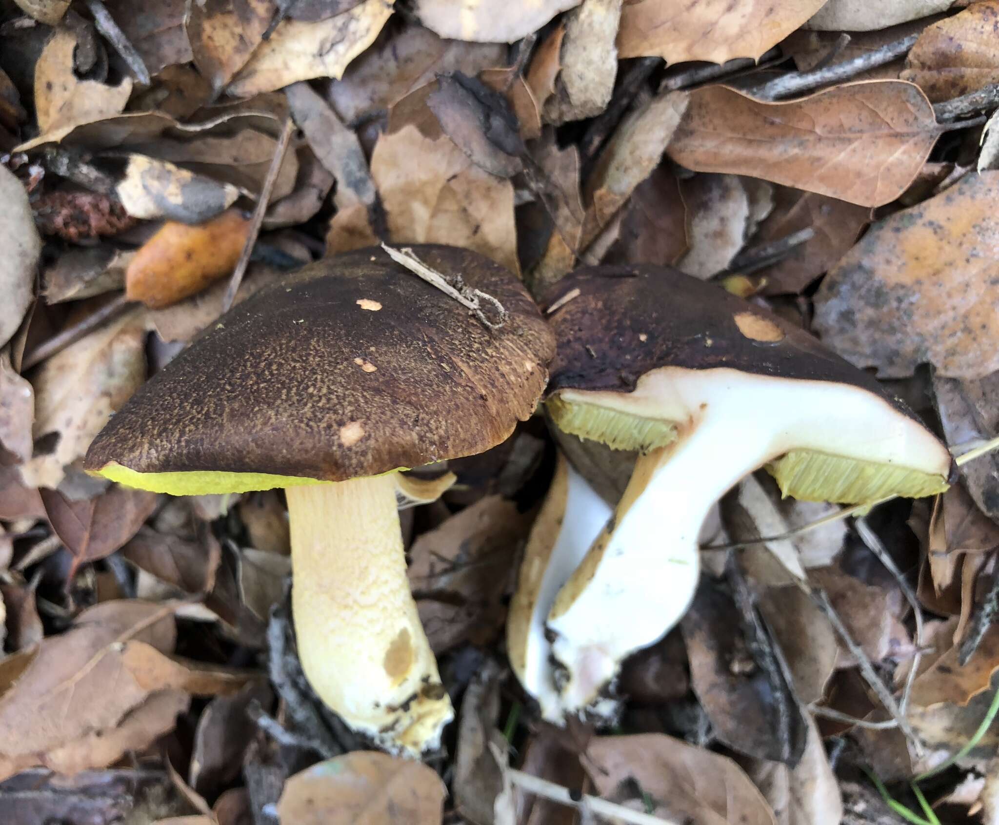 Image of Aureoboletus citriniporus (Halling) Klofac 2010